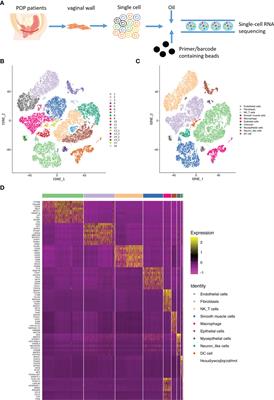 scRNA-seq reveals aging-related immune cell types and regulators in vaginal wall from elderly women with pelvic organ prolapse